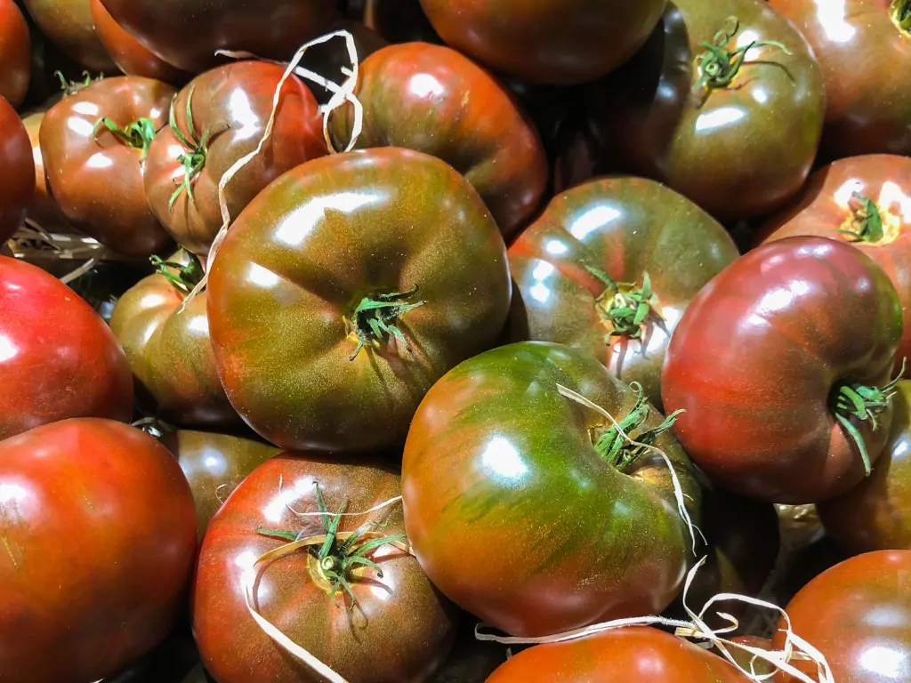Tomates anciennes "Noires" BIO