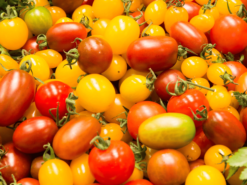 Tomates Cerise "méli mélo" BIO